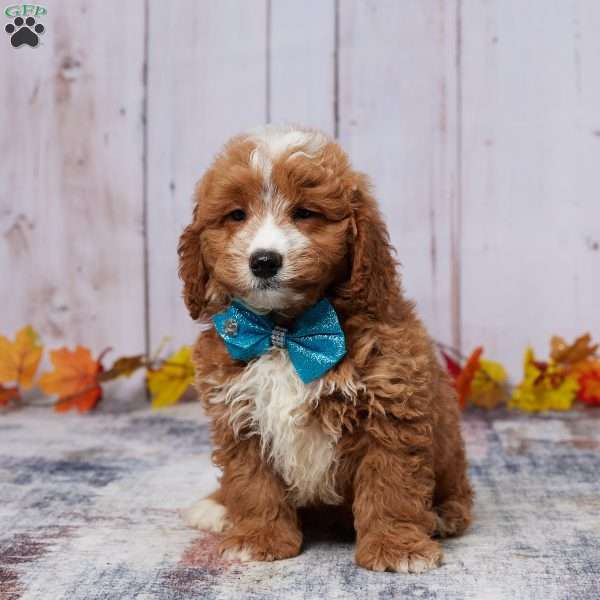 Arlo, Mini Goldendoodle Puppy